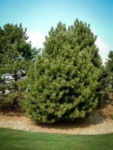 Сосна Чёрная (Pinus Nigra) купить по цене от 270.00р. в интернет-магазине «Посадика» с доставкой почтой в в Рузаевкае и по всей России – [изображение №1].