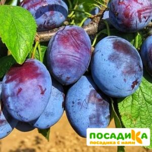 Слива Чачакская ранняя купить по цене от 229.00р. в интернет-магазине «Посадика» с доставкой почтой в в Рузаевкае и по всей России – [изображение №1].