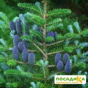 Пихта корейская (Abies koreana) купить по цене от 450.00р. в интернет-магазине «Посадика» с доставкой почтой в в Рузаевкае и по всей России – [изображение №1].