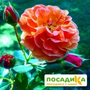 Роза Арабия купить по цене от 350.00р. в интернет-магазине «Посадика» с доставкой почтой в в Рузаевкае и по всей России – [изображение №1].