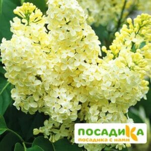 Сирень Примроуз (Primrose) купить по цене от 529.00р. в интернет-магазине «Посадика» с доставкой почтой в в Рузаевкае и по всей России – [изображение №1].