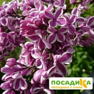 Сирень Сенсация купить по цене от 529.00р. в интернет-магазине «Посадика» с доставкой почтой в в Рузаевкае и по всей России – [изображение №1].