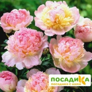 Пион Распберри Сандей (Paeonia Raspberry Sundae) купить по цене от 959р. в интернет-магазине «Посадика» с доставкой почтой в в Рузаевкае и по всей России – [изображение №1].