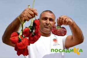 Клубника Гигант Джорнея купить по цене от 266р. в интернет-магазине «Посадика» с доставкой почтой в в Рузаевкае и по всей России – [изображение №1].
