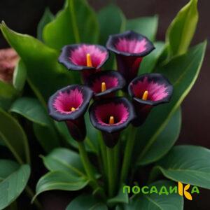 Калла Аура Лейс купить по цене от 400р. в интернет-магазине «Посадика» с доставкой почтой в в Рузаевкае и по всей России – [изображение №1].