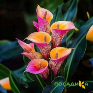 Калла Оникс купить по цене от 450р. в интернет-магазине «Посадика» с доставкой почтой в в Рузаевкае и по всей России – [изображение №1].