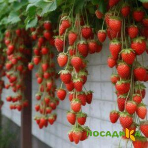 Клубника вьющаяся Комплимент купить по цене от 470р. в интернет-магазине «Посадика» с доставкой почтой в в Рузаевкае и по всей России – [изображение №1].