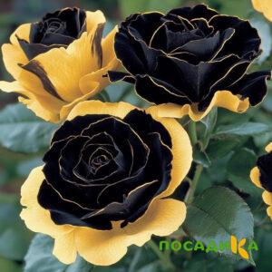 Роза Ханни Сикл купить по цене от 700р. в интернет-магазине «Посадика» с доставкой почтой в в Рузаевкае и по всей России – [изображение №1].