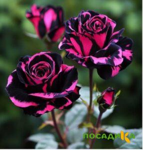 Роза Багровый Шепот купить по цене от 366р. в интернет-магазине «Посадика» с доставкой почтой в в Рузаевкае и по всей России – [изображение №1].