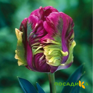 Тюльпан Экзотик Хэвен купить по цене от 186р. в интернет-магазине «Посадика» с доставкой почтой в в Рузаевкае и по всей России – [изображение №1].