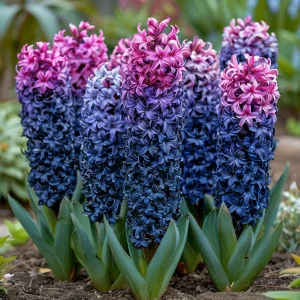 Гиацинт Блю Спринг купить по цене от 2099р. в интернет-магазине «Посадика» с доставкой почтой в в Рузаевкае и по всей России – [изображение №1].