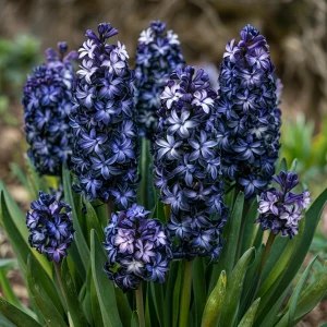 Гиацинт Блум Клауд купить по цене от 2099р. в интернет-магазине «Посадика» с доставкой почтой в в Рузаевкае и по всей России – [изображение №1].