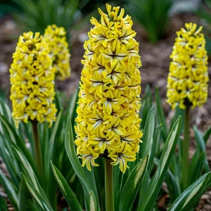 Гиацинт Сансет Голд купить по цене от 2099р. в интернет-магазине «Посадика» с доставкой почтой в в Рузаевкае и по всей России – [изображение №1].