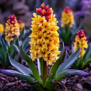 Гиацинт Миднайт Мистери купить по цене от 2099р. в интернет-магазине «Посадика» с доставкой почтой в в Рузаевкае и по всей России – [изображение №1].